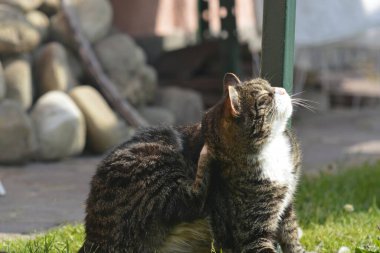Kedi yerde yatıyor..