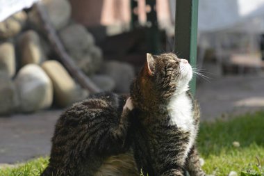 Tahta masadaki sevimli bir kedi.