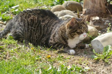 Çimlerin üzerindeki kedi