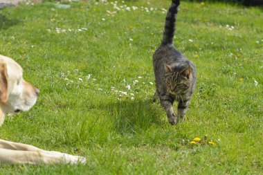 Kedi sokakta oynuyor.