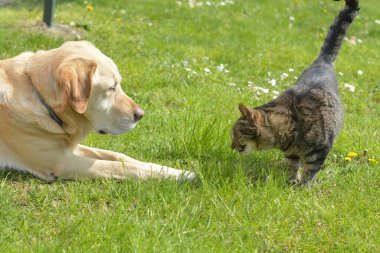 Köpek bahçede kediyle oynuyor.