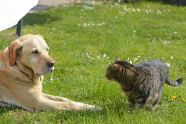Köpek ve kedi birlikte, hayvanlar, evcil hayvanlar