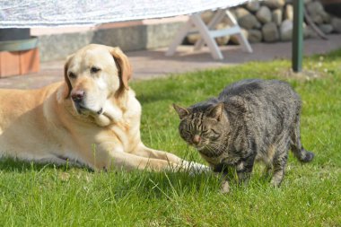 Parkta kedili köpek