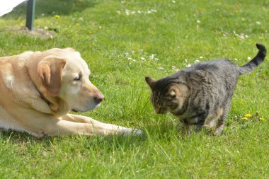 Kedi ve köpek bahçede.