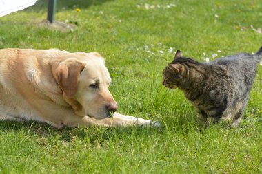 Bahçedeki kedi ve köpek