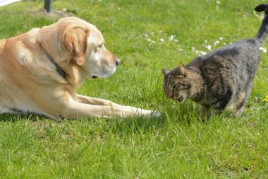 Köpek ve kedi çimlerin üzerinde