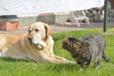 Bahçedeki sevimli kedilerin portresi