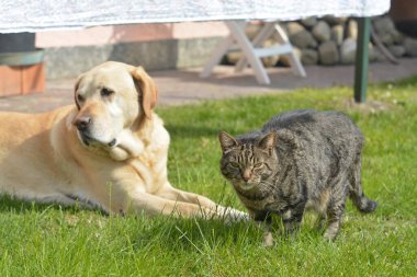 Çimlerin üzerindeki kedi