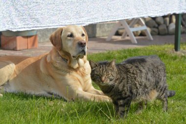 Kedi ve köpek bahçede birlikte.