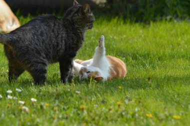 Kedi bahçede bir kedi yavrusuyla oynuyor..