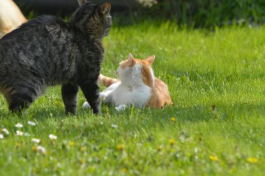 Yeşil çimenli şirin kedi