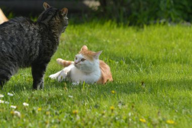 Şirin kedi çimenlerde oynuyor.