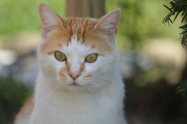 Güzel, sevimli, tüylü kediye yaklaş.