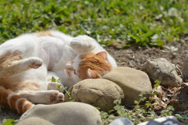 Bahçedeki sevimli kedi.
