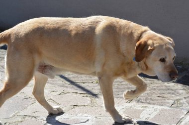 Sokaktaki bir köpeğin yakın plan fotoğrafı.