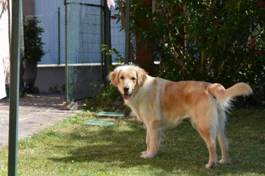 Köpek parkta bir oyuncakla oynuyor.