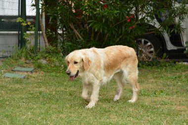 Köpek parkta oynuyor.