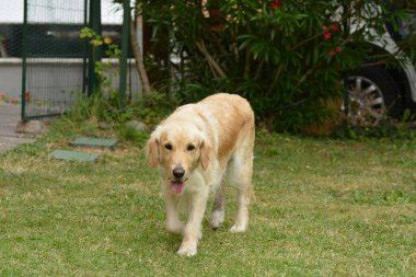 Şirin bir köpeğin portresi