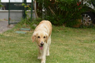 Sevimli bir Labrador Köpeğinin Portresi