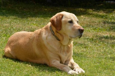Çimlerin üzerindeki köpek