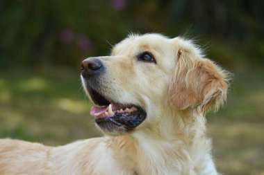 Labrador Retriever köpeği, köpeğin portresi.