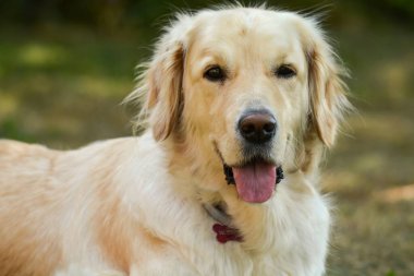 Golden Retriever köpek portresi