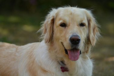 Parktaki golden retriever köpeği