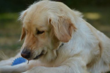 Parktaki şirin sarı labrador köpeği.