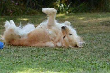 Şirin bir köpeğin portresi.