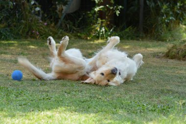 Köpek topla oynuyor.