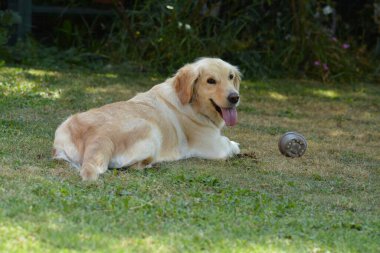 Golden retriever köpeği topla oynuyor.