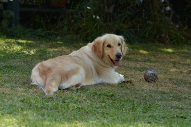 Golden retriever köpeği parkta oynuyor.