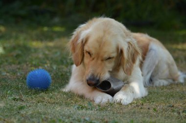 Oyuncak ile şirin Labrador Retriever