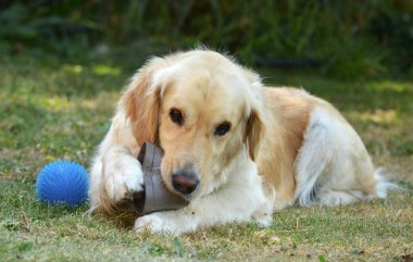 Şirin bir köpeğin portresi.