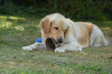 Köpekli labrador retriever.
