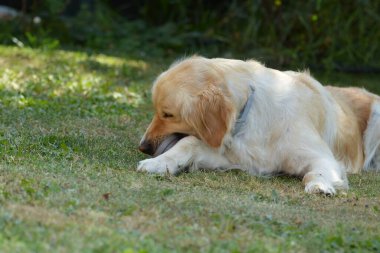 Parktaki şirin labrador.