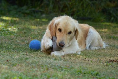 bahçede oynayan sevimli köpek