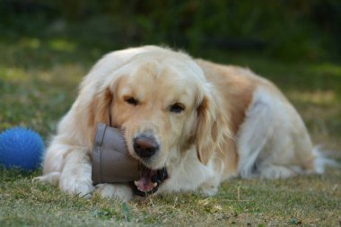 Çimlerin üzerinde top taşıyan bir köpek.
