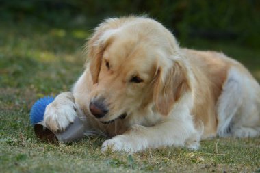 Şirin bir köpek yavrusunun portresi