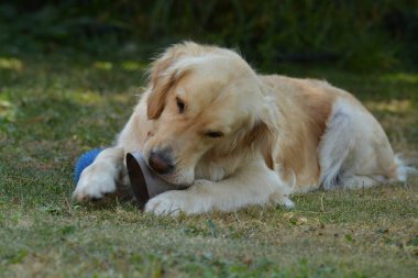 Labrador av köpeği çimenlerde oynuyor.