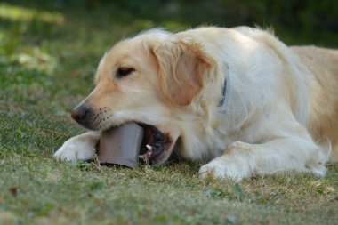 Bir köpeğin portresi.