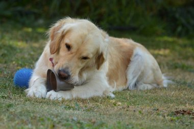 Şirin bir köpeğin portresi.