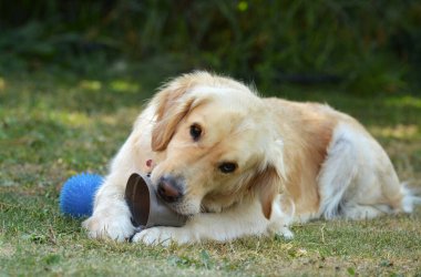 Golden Retriever parkta topla oynuyor.