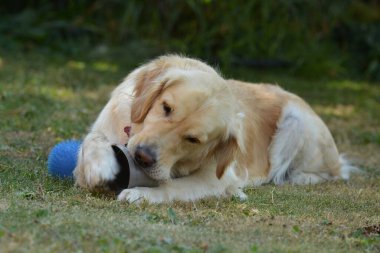 Köpek çimenlerde top oynuyor.