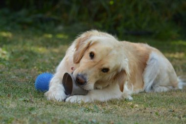 Golden retriever köpek yavrusu çimenlerde oynuyor