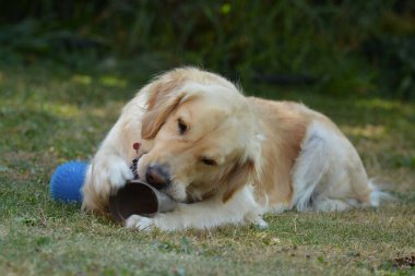 Köpek topla oynuyor.