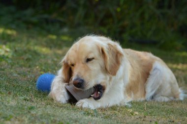 Köpek topla oynuyor.