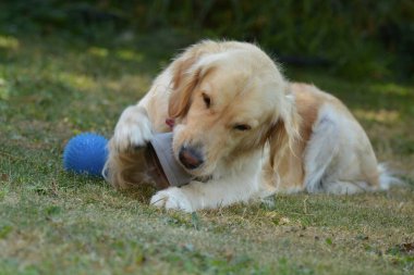 Golden Retriever sahada oynuyor