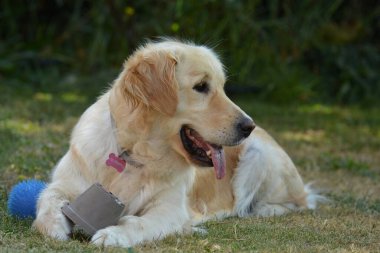 Bir köpeğin portresi.