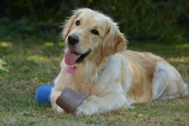 Şirin köpek portresi.
